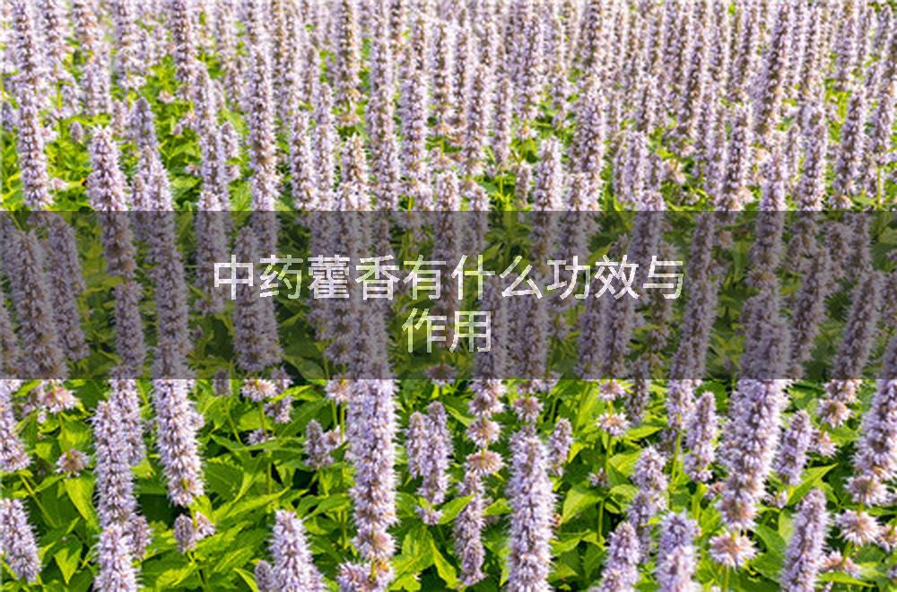 中药藿香有什么功效与作用