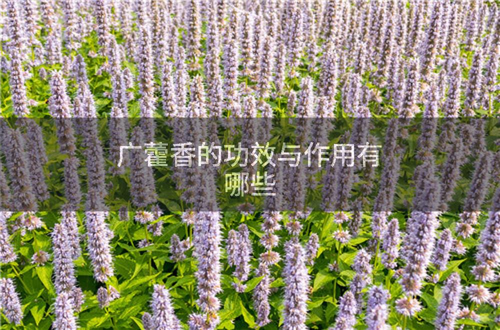 广藿香的功效与作用有哪些