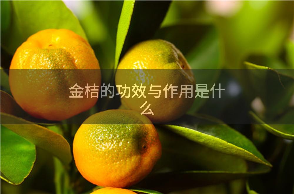 金桔的功效与作用是什么