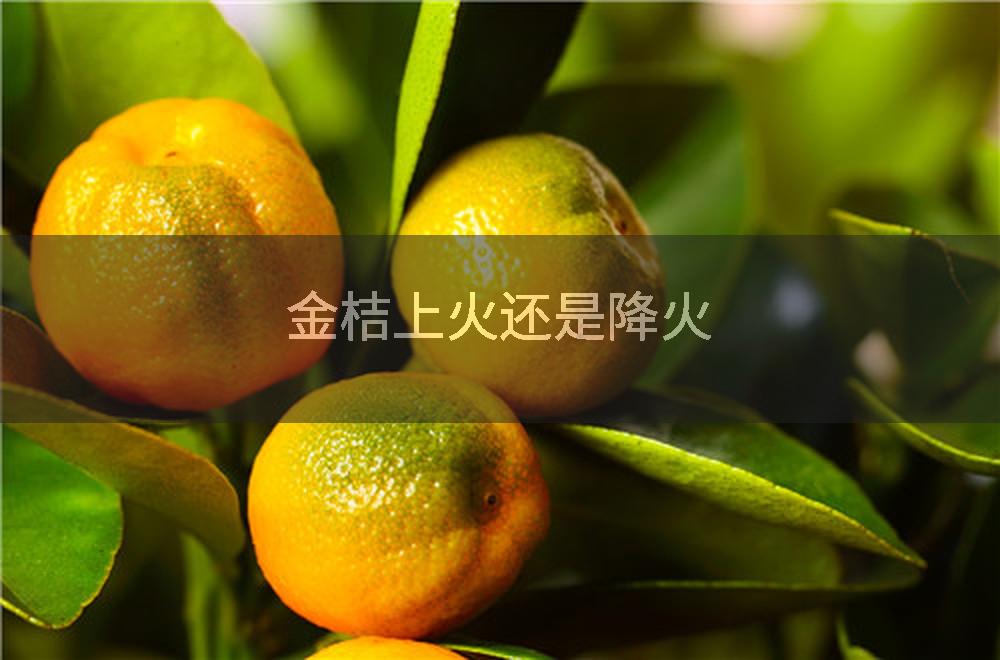 金桔上火还是降火
