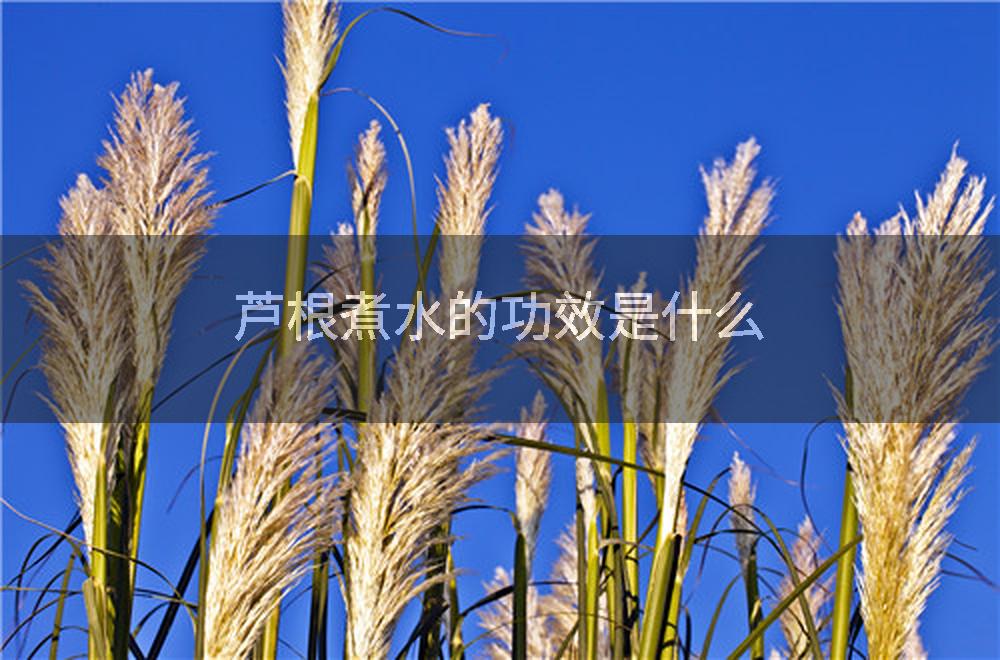 芦根煮水的功效是什么