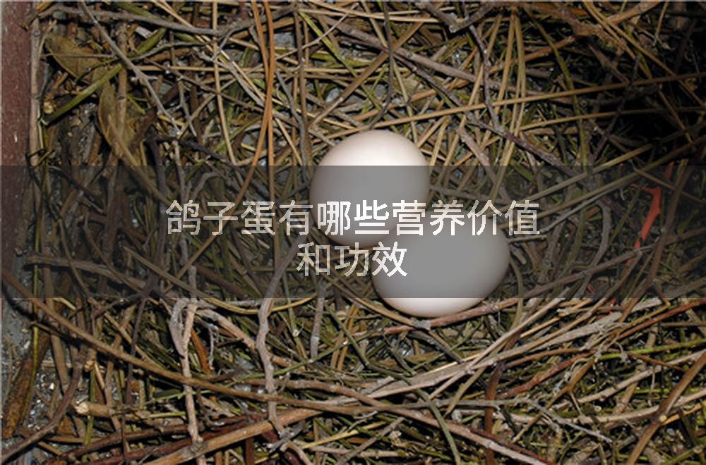 鸽子蛋有哪些营养价值和功效