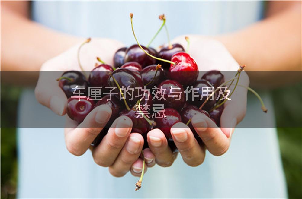 车厘子的功效与作用及禁忌