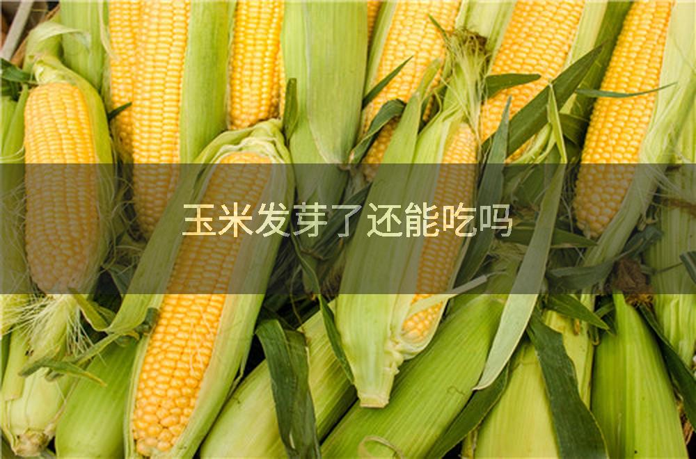玉米发芽了还能吃吗