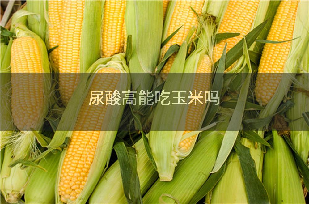 尿酸高能吃玉米吗