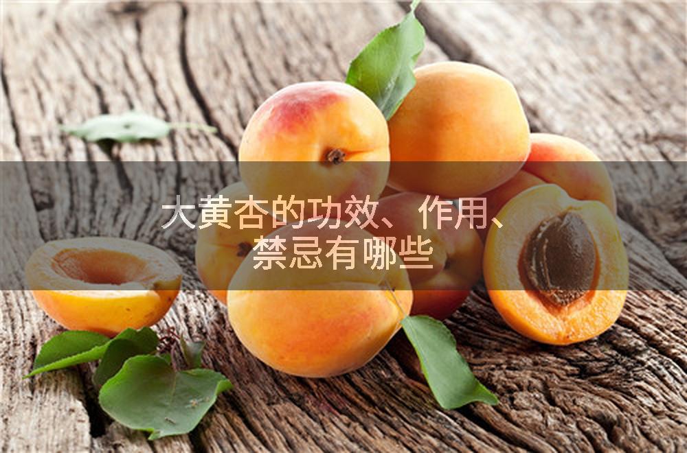 大黄杏的功效、作用、禁忌有哪些