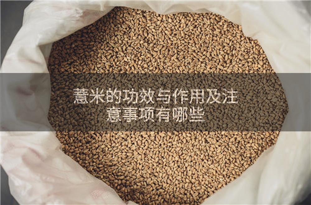 薏米的功效与作用及注意事项有哪些