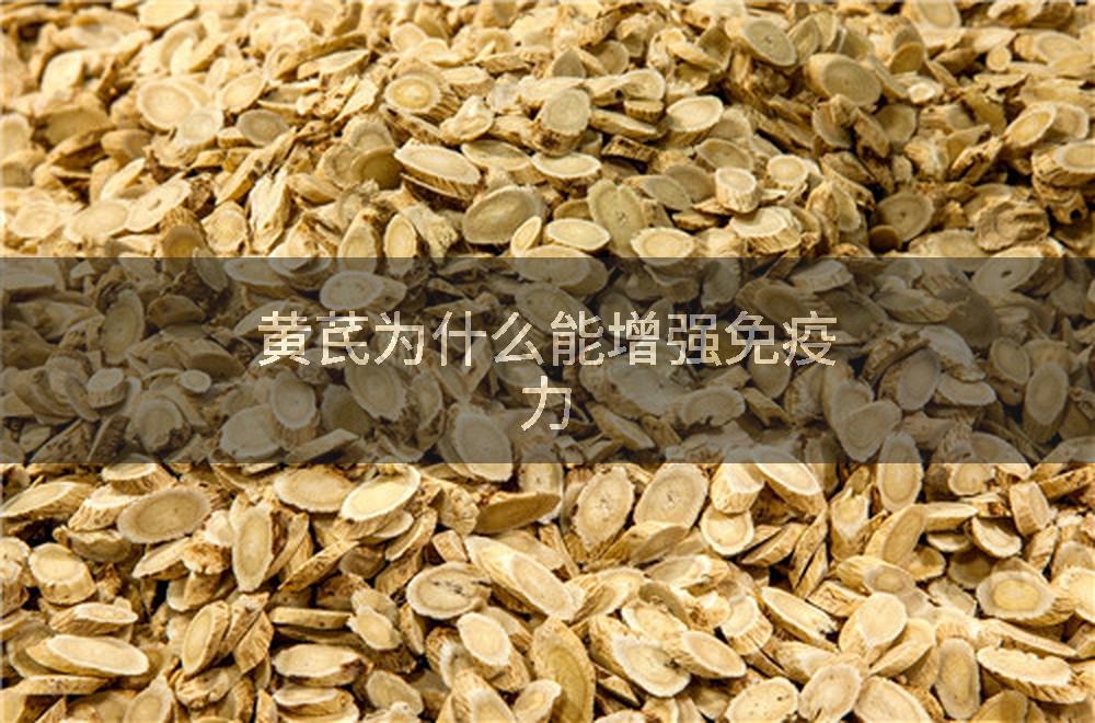 黄芪为什么能增强免疫力
