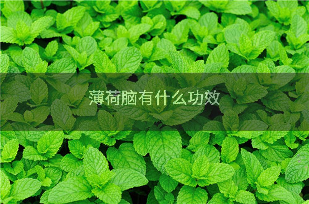 薄荷脑有什么功效