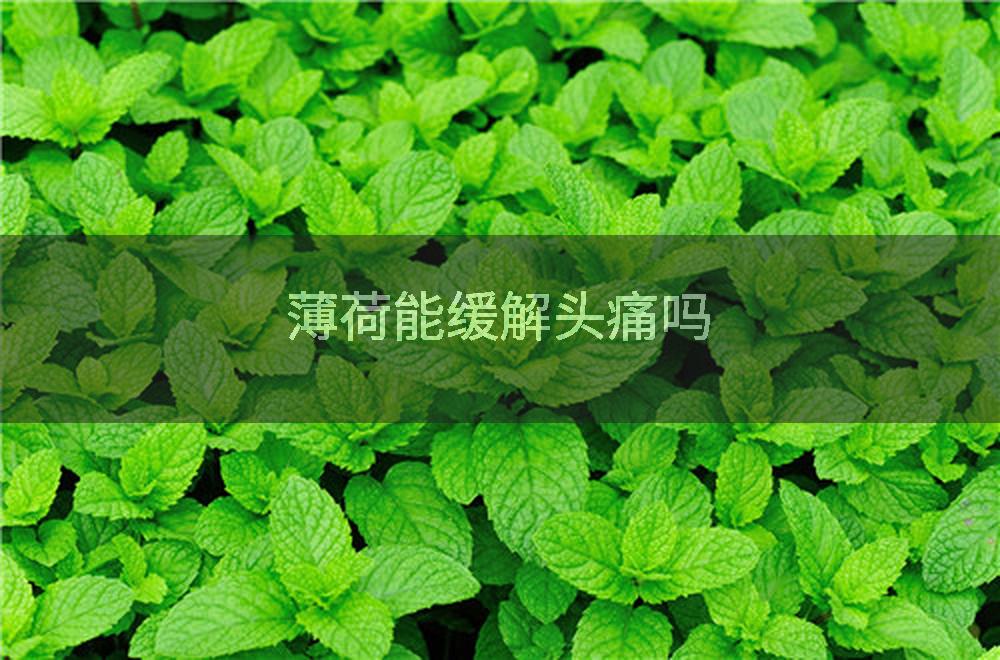 薄荷能缓解头痛吗