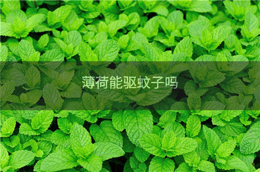 薄荷能驱蚊子吗