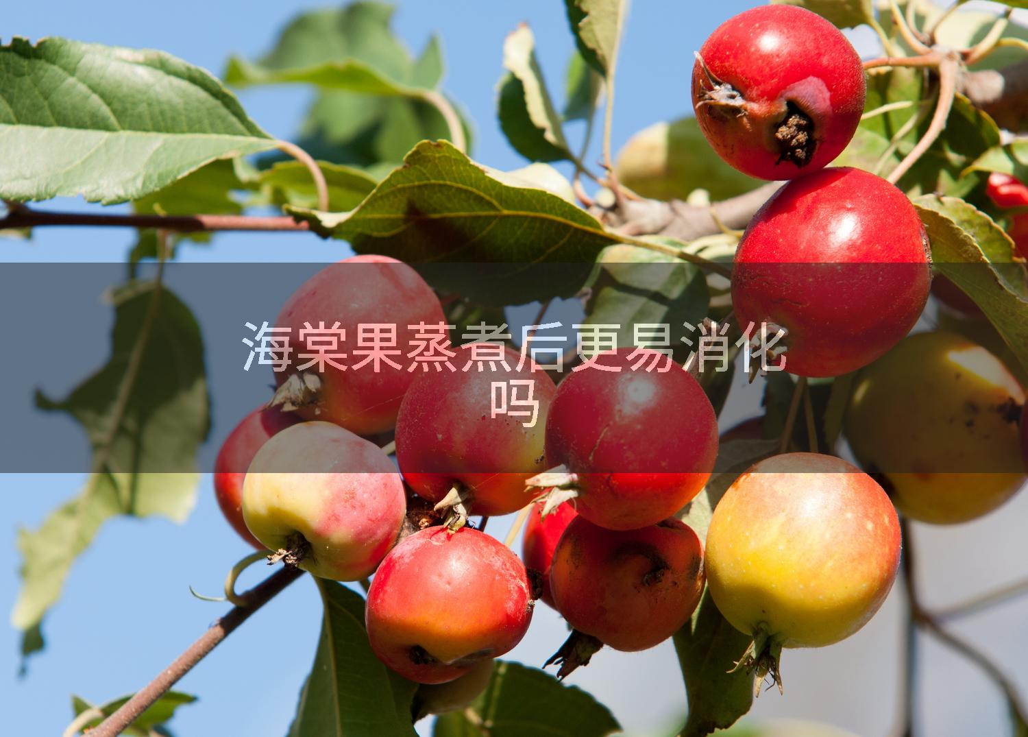 海棠果蒸煮后更易消化吗