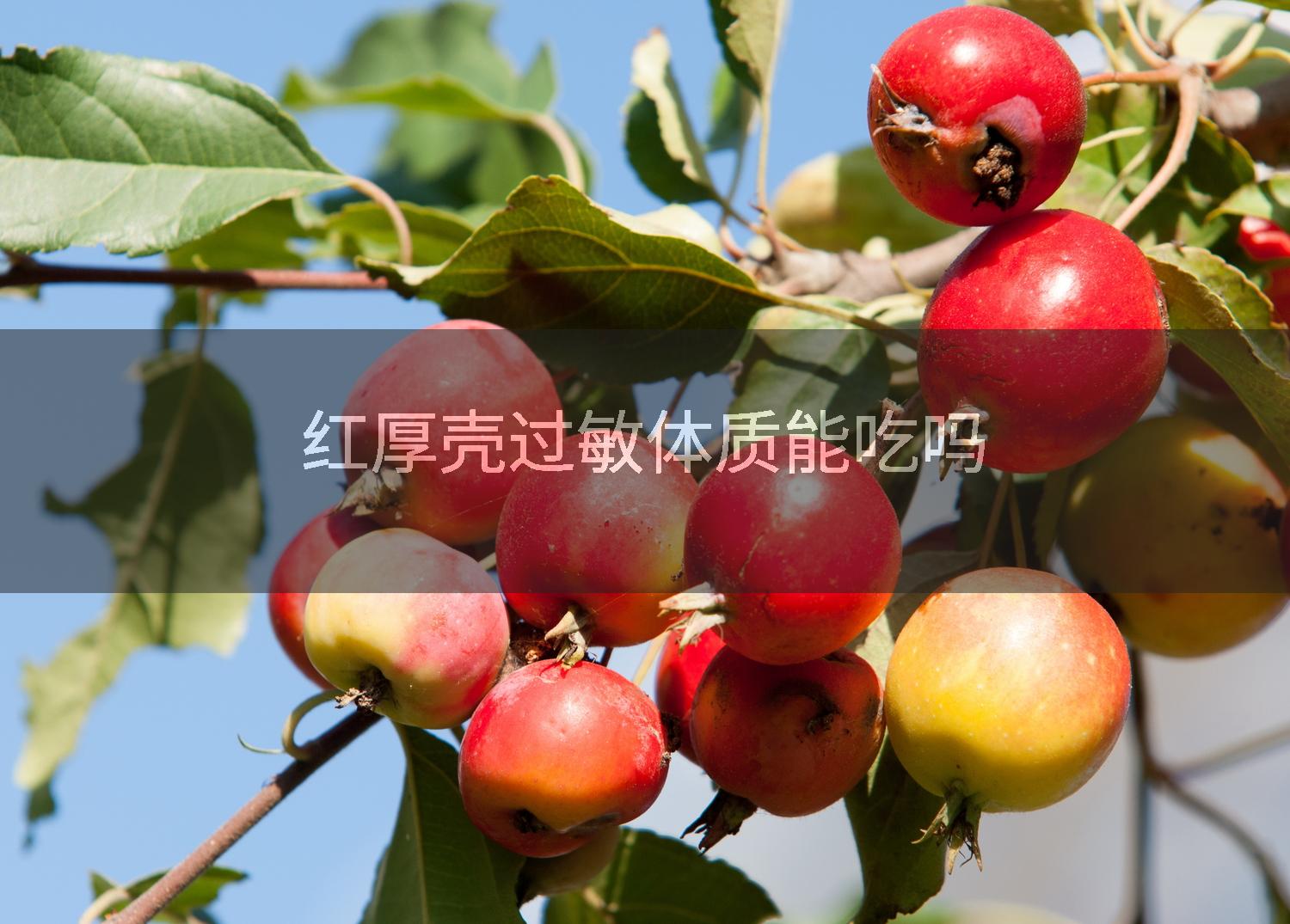 红厚壳过敏体质能吃吗