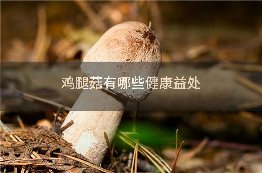 鸡腿菇有哪些健康益处