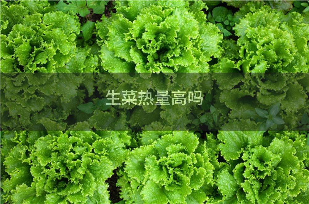 生菜热量高吗