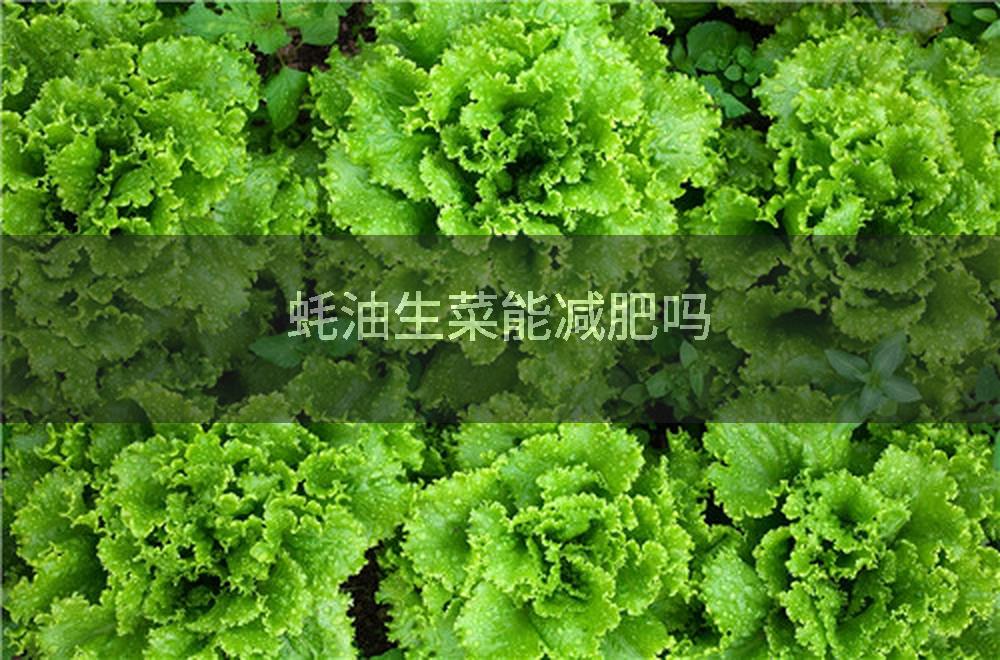 蚝油生菜能减肥吗