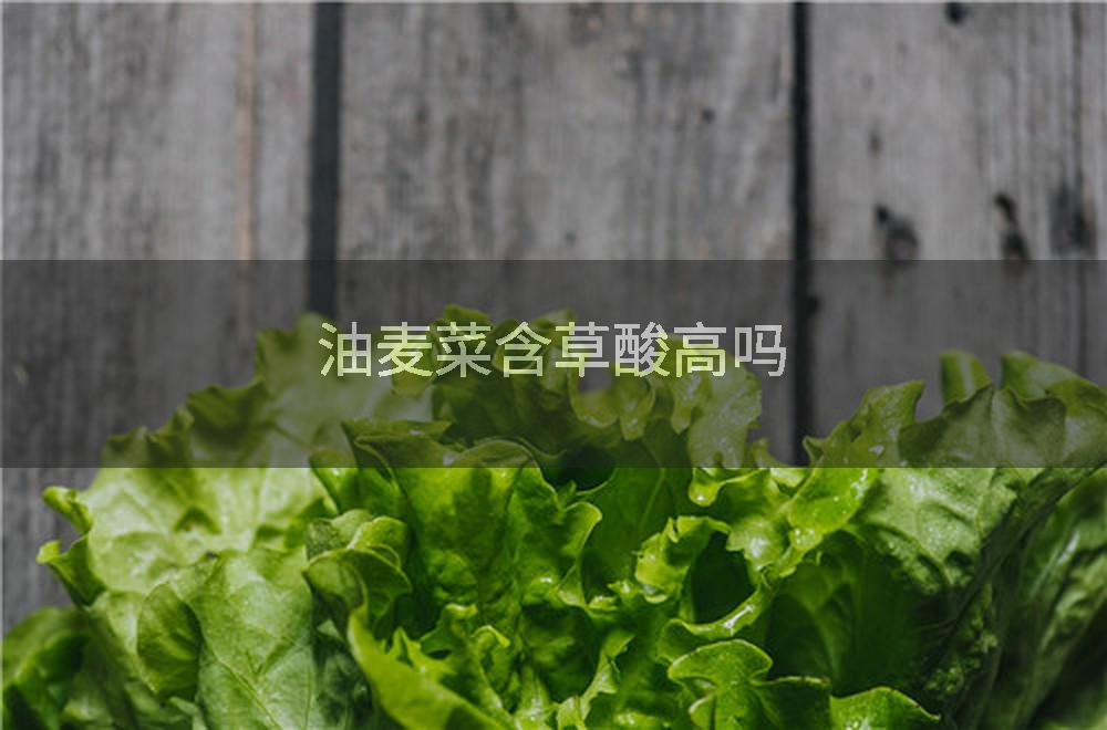 油麦菜含草酸高吗