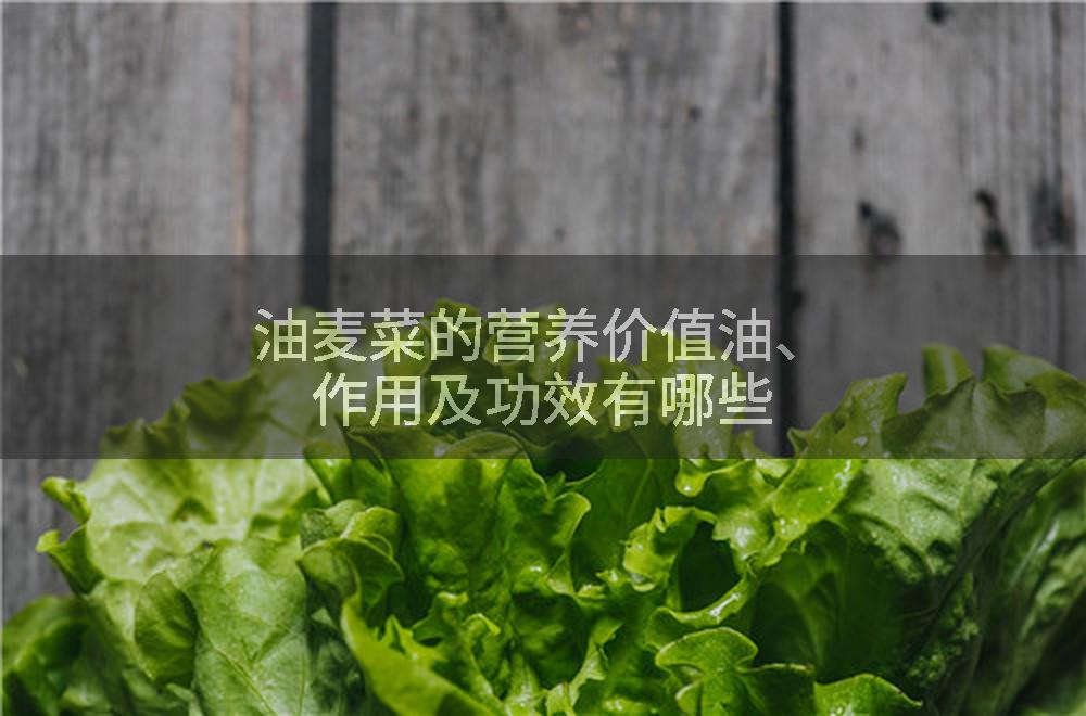 油麦菜的营养价值油、作用及功效有哪些