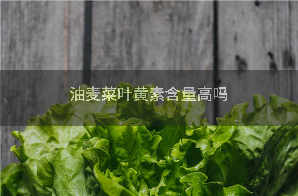 油麦菜叶黄素含量高吗