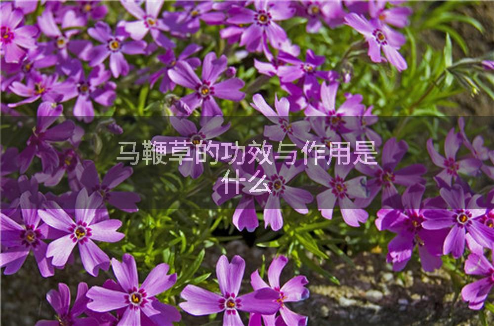 马鞭草的功效与作用是什么