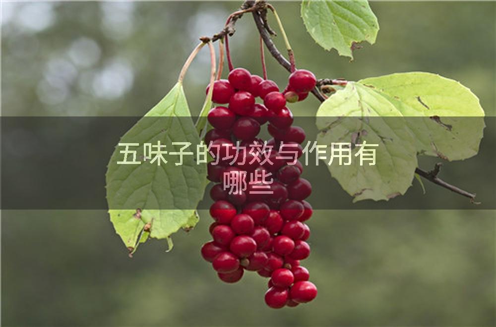 五味子的功效与作用有哪些