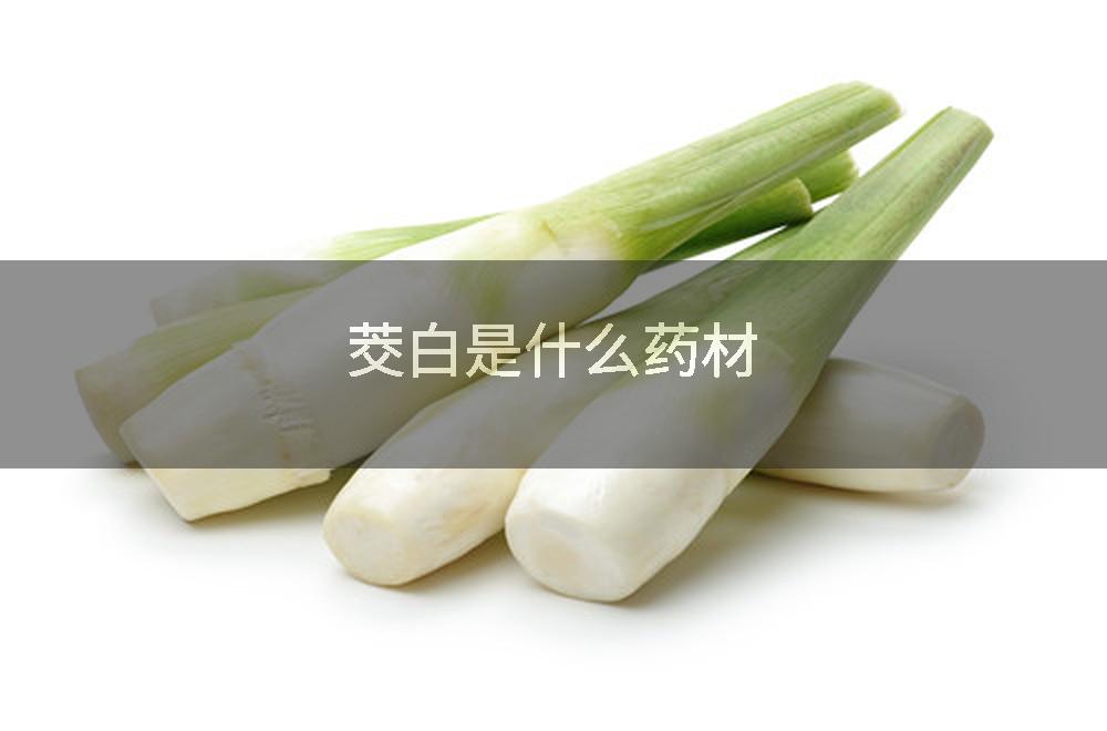 茭白是什么药材