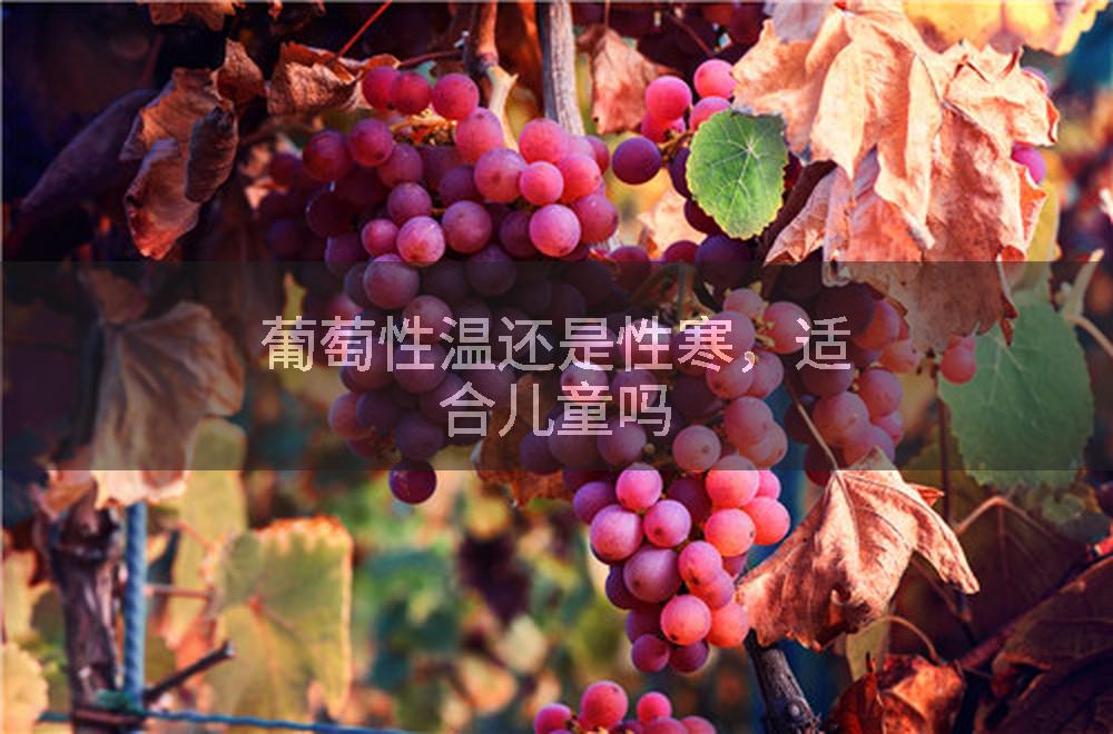 葡萄性温还是性寒，适合儿童吗