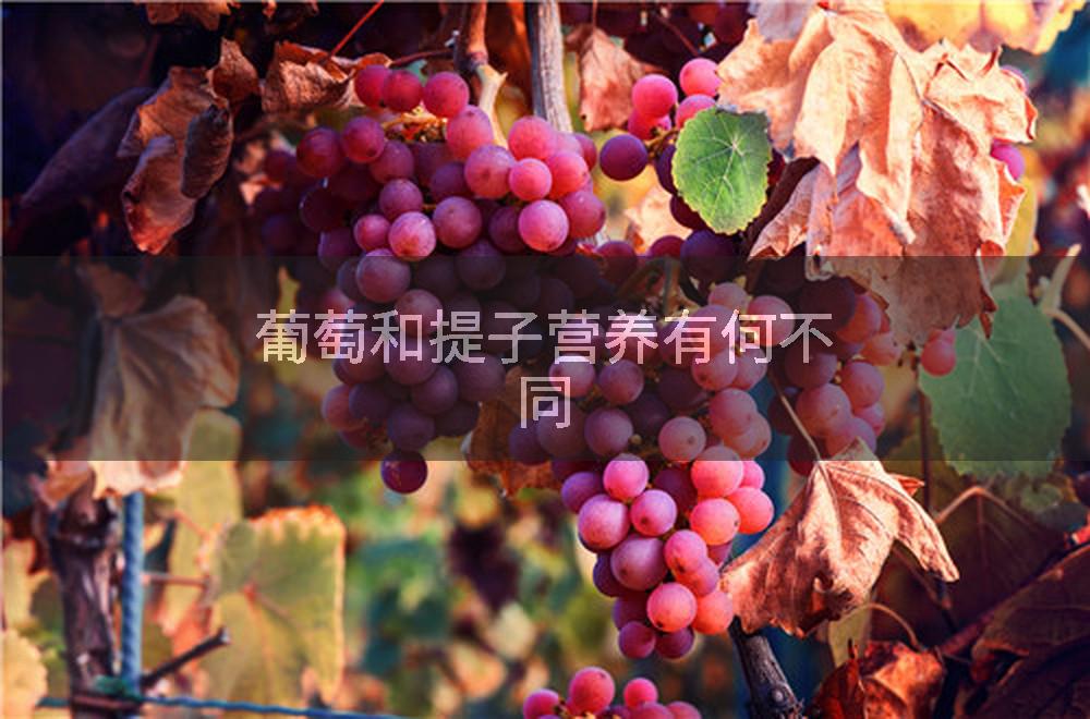 葡萄和提子营养有何不同