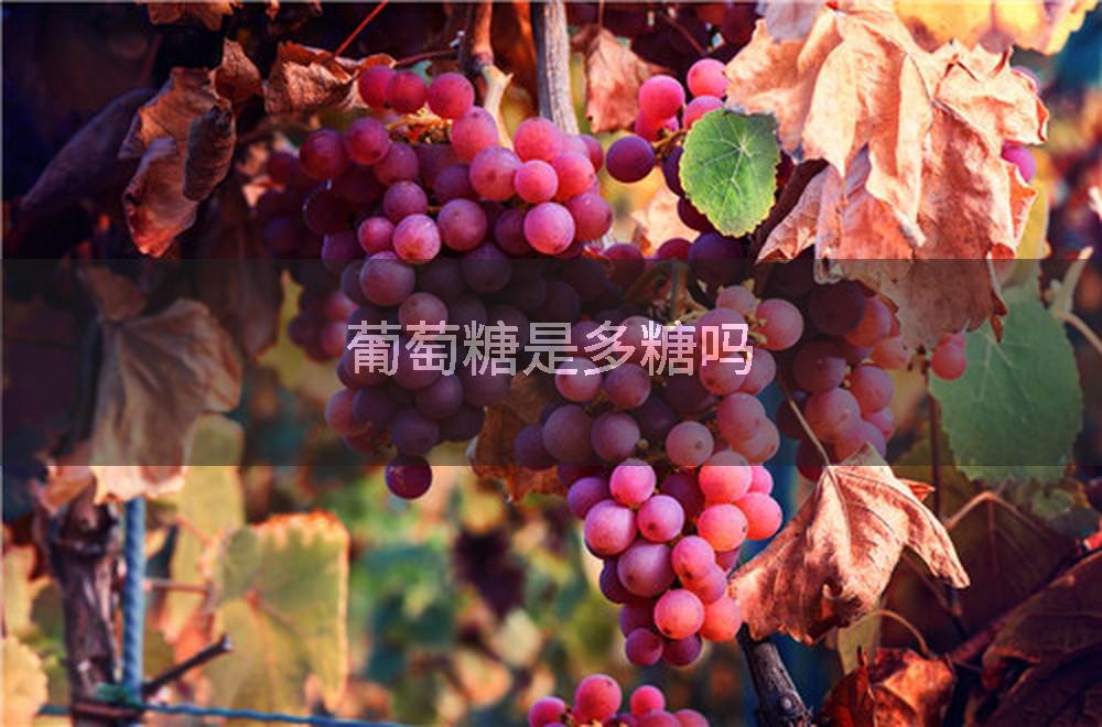 葡萄糖是多糖吗