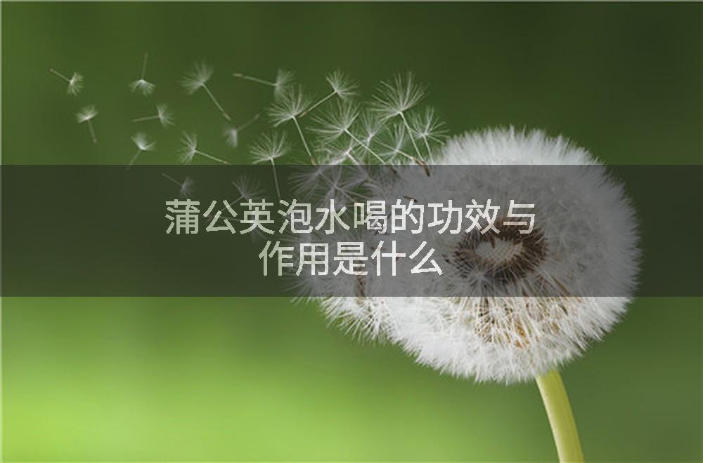 蒲公英泡水喝的功效与作用是什么