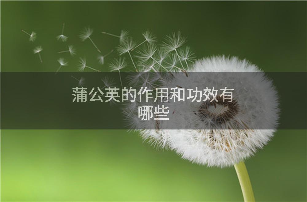 蒲公英的作用和功效有哪些