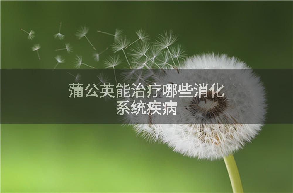 蒲公英能治疗哪些消化系统疾病