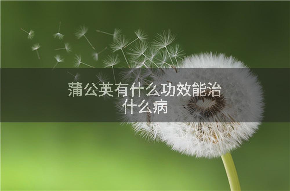蒲公英有什么功效能治什么病