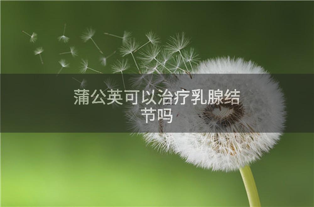 蒲公英可以治疗乳腺结节吗