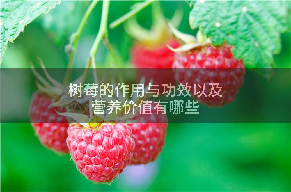 树莓的作用与功效以及营养价值有哪些