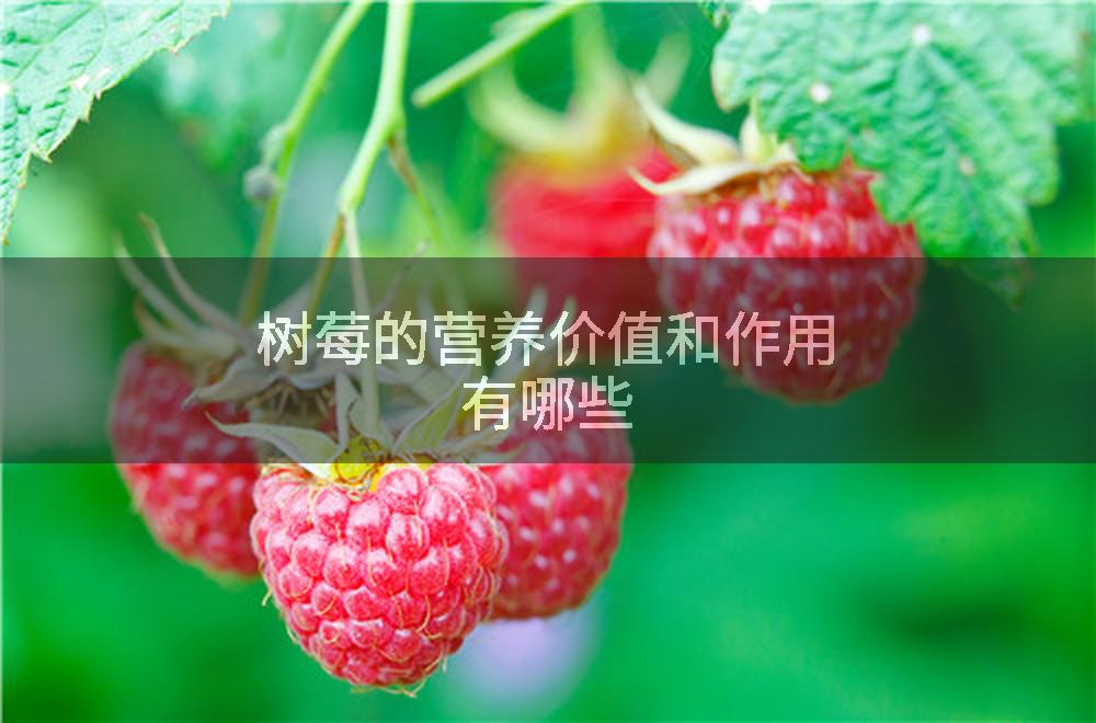 树莓的营养价值和作用有哪些