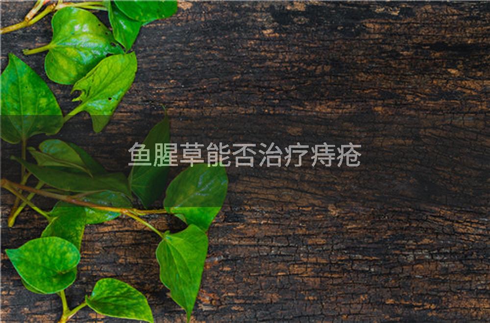 鱼腥草能否治疗痔疮