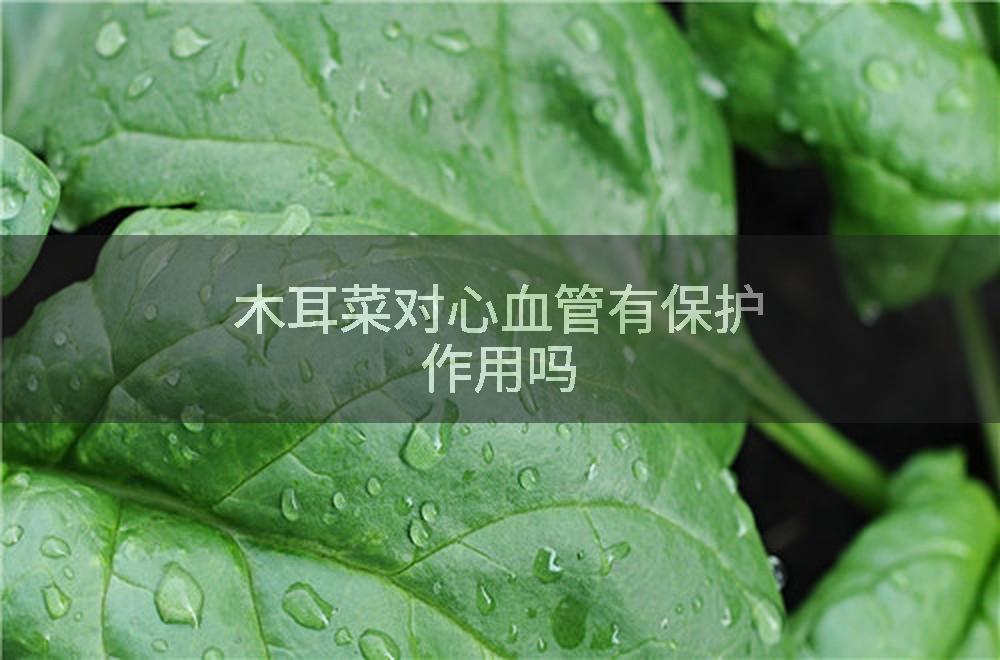 木耳菜对心血管有保护作用吗