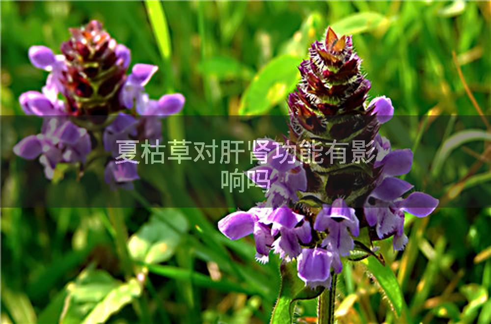 夏枯草对肝肾功能有影响吗