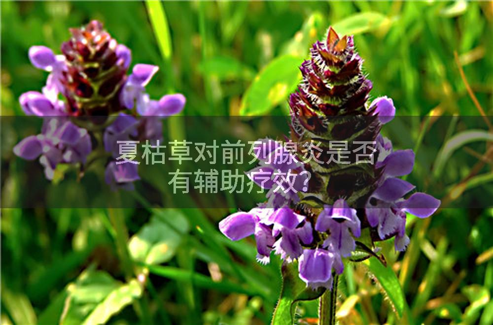 夏枯草对前列腺炎是否有辅助疗效？