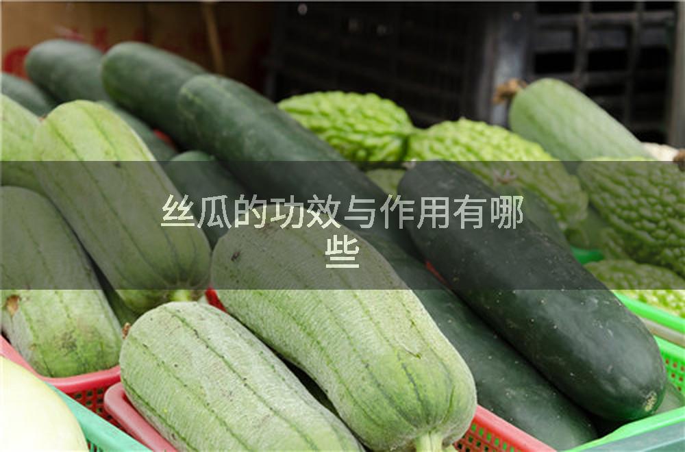 丝瓜的功效与作用有哪些