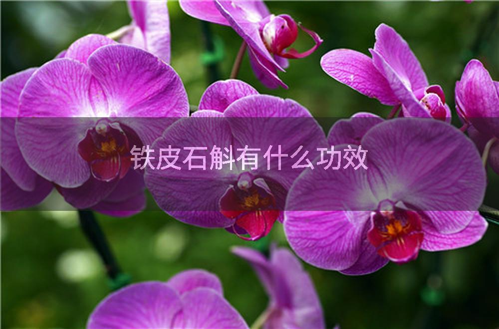 铁皮石斛有什么功效