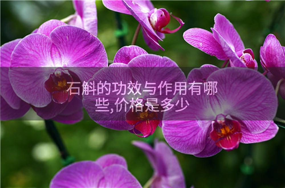 石斛的功效与作用有哪些,价格是多少