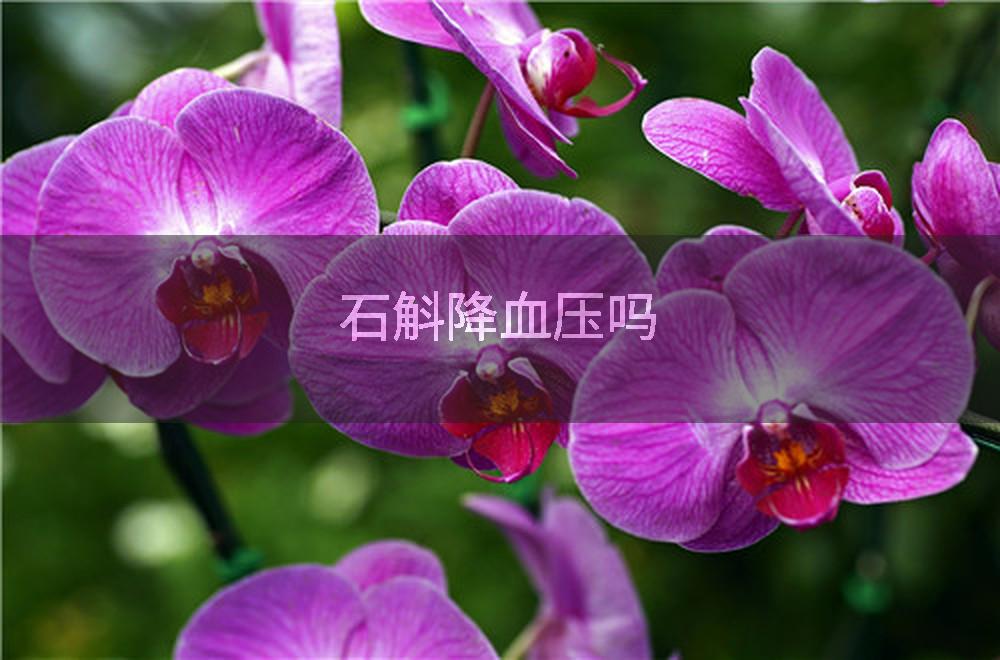 石斛降血压吗