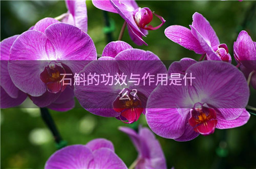 石斛的功效与作用是什么?