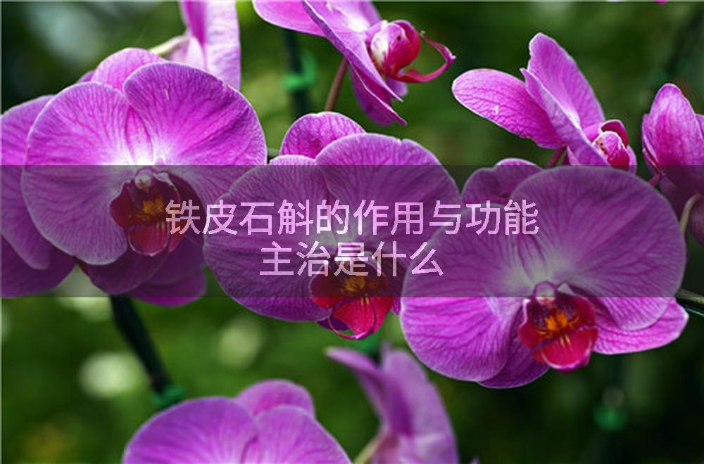 铁皮石斛的作用与功能主治是什么
