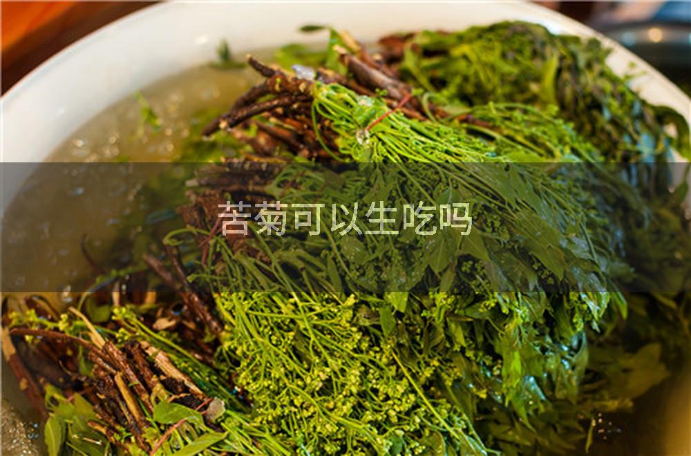 苦菊可以生吃吗