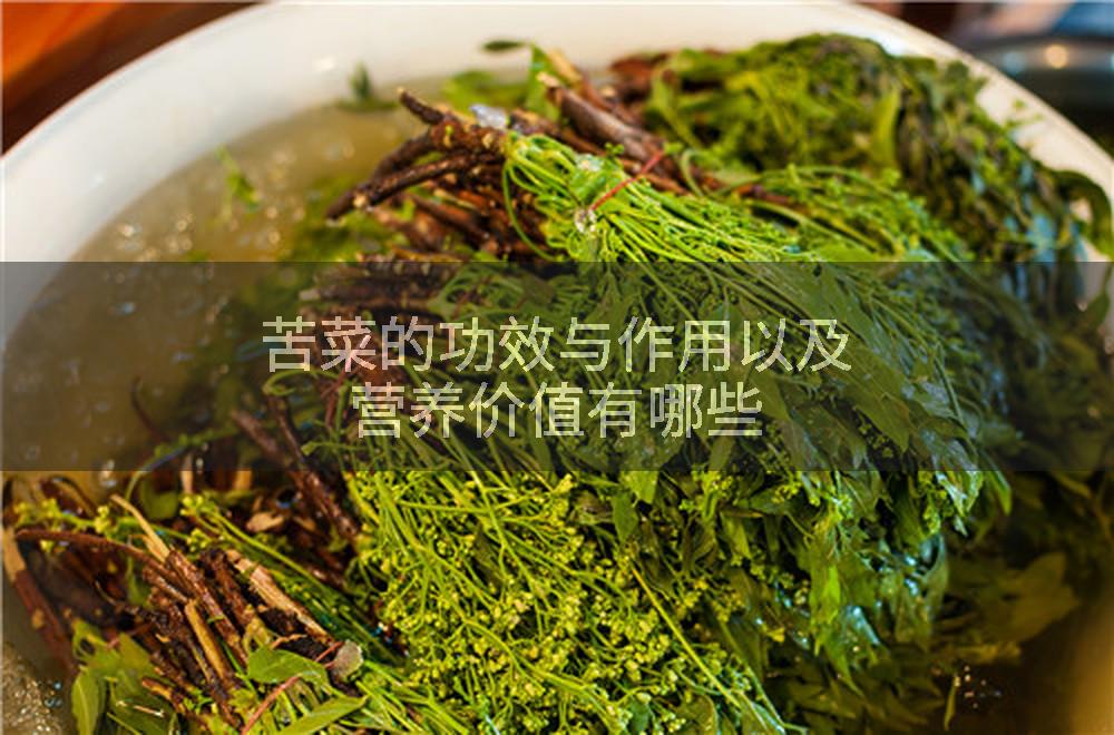 苦菜的功效与作用以及营养价值有哪些