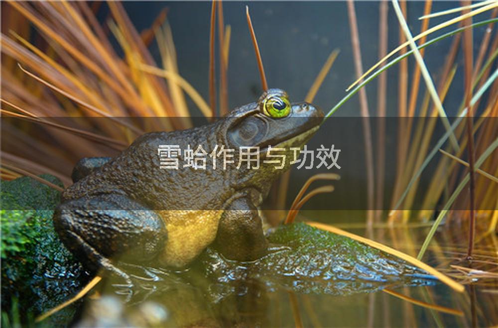雪蛤作用与功效