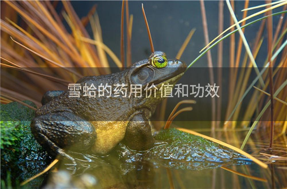 雪蛤的药用价值和功效